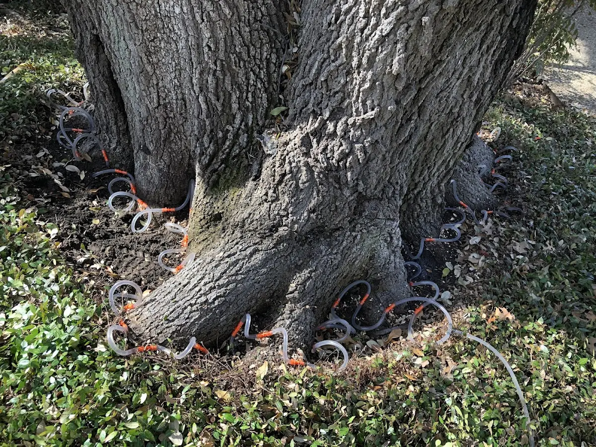 Detailed Tree Cabling and Bracing job site in Eureka Springs
