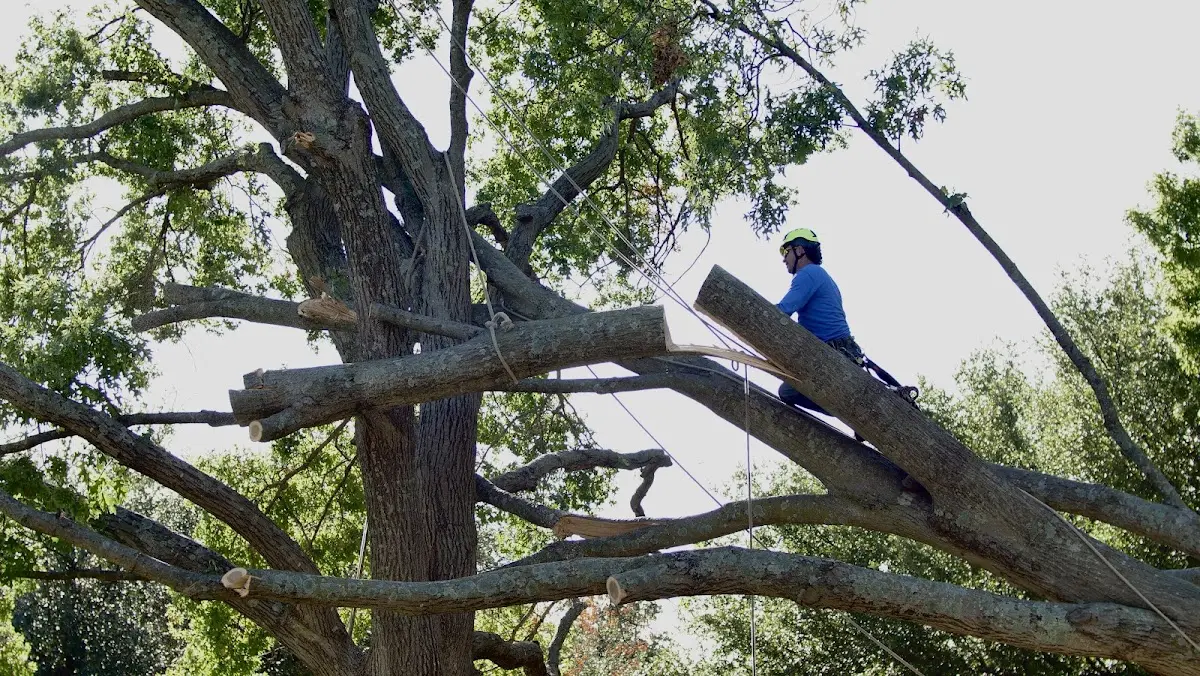 Professional Hazardous Tree Removal performed by certified arborists in Eureka Springs