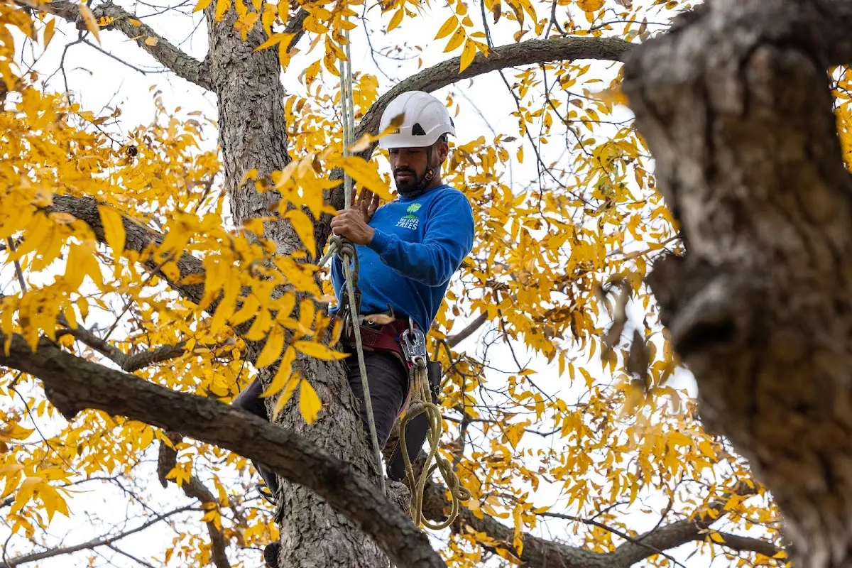 Skilled Tree Planing crew working in Eureka Springs